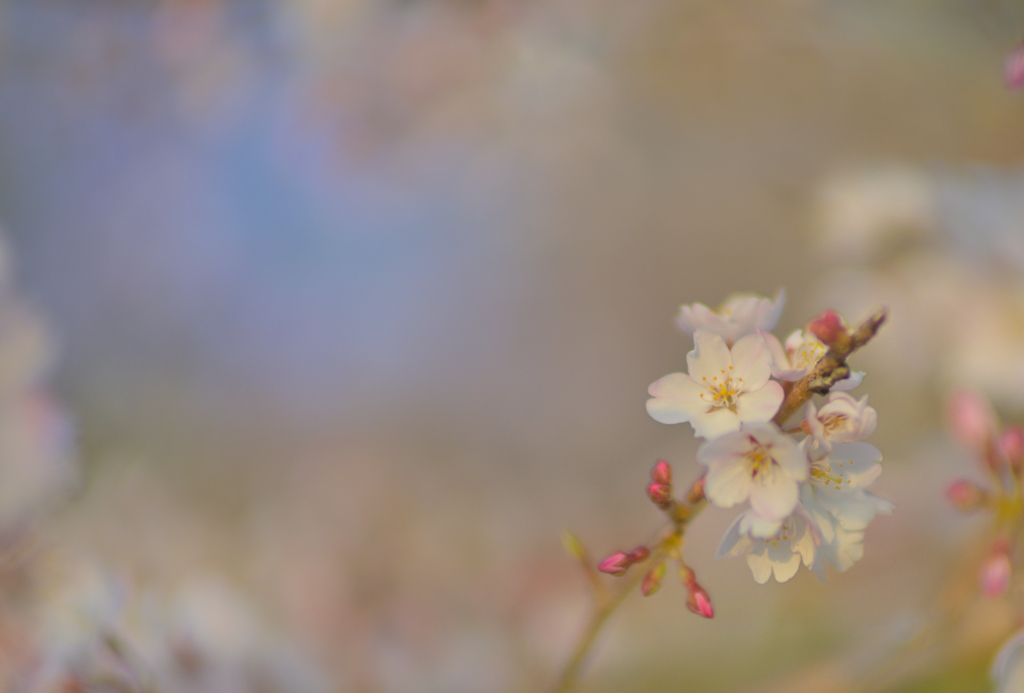 桜咲く