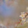 桜咲く