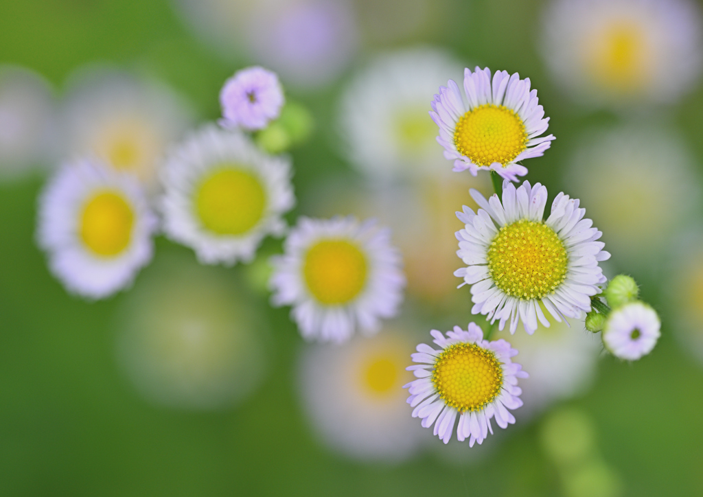 路傍の花