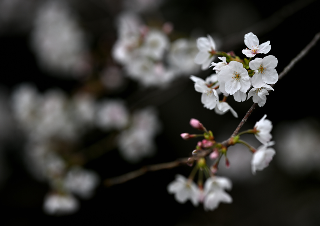 今朝の桜