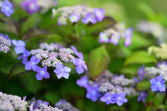 今朝の紫陽花