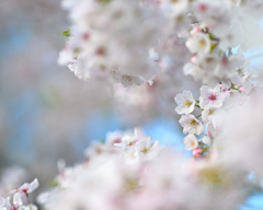 桜あふれる