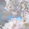 桜あふれる