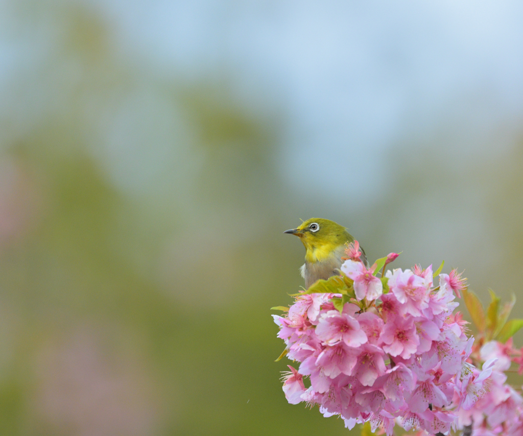 春を見つめる