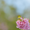 春を見つめる