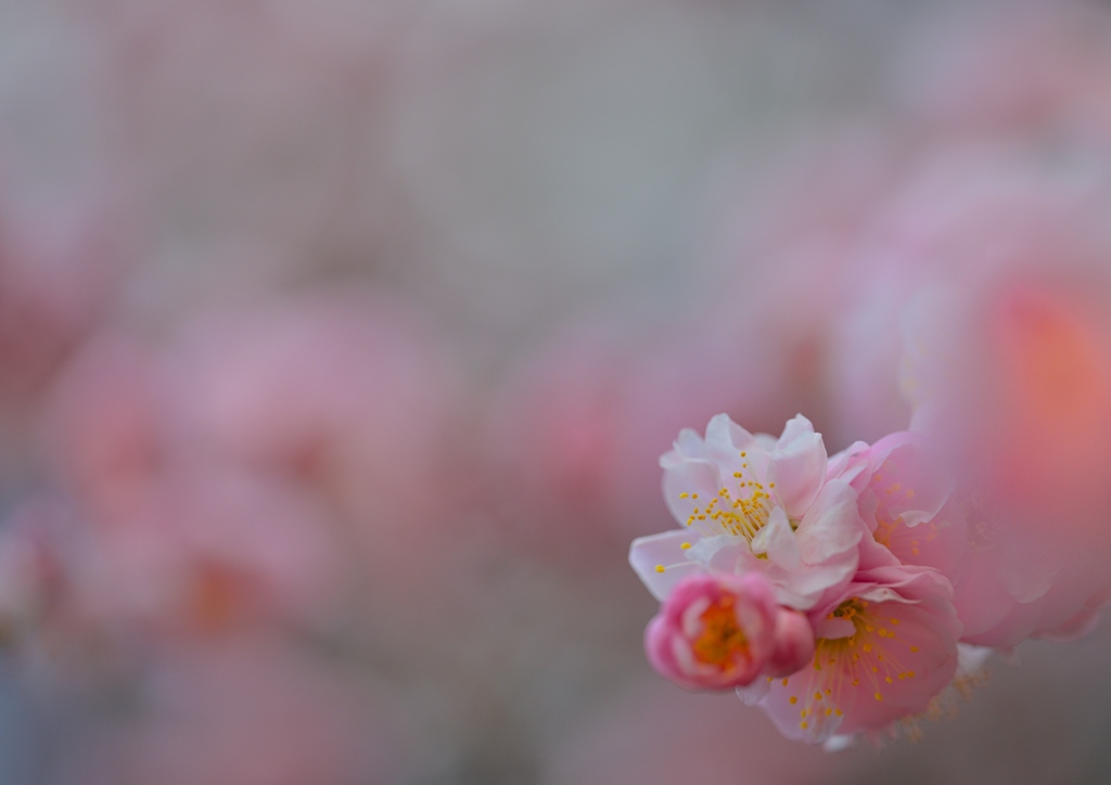 春めく
