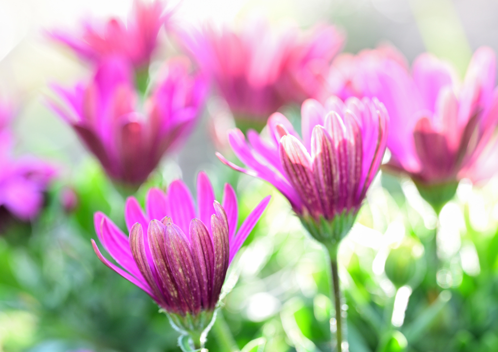 山の畑の花壇より