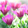 山の畑の花壇より