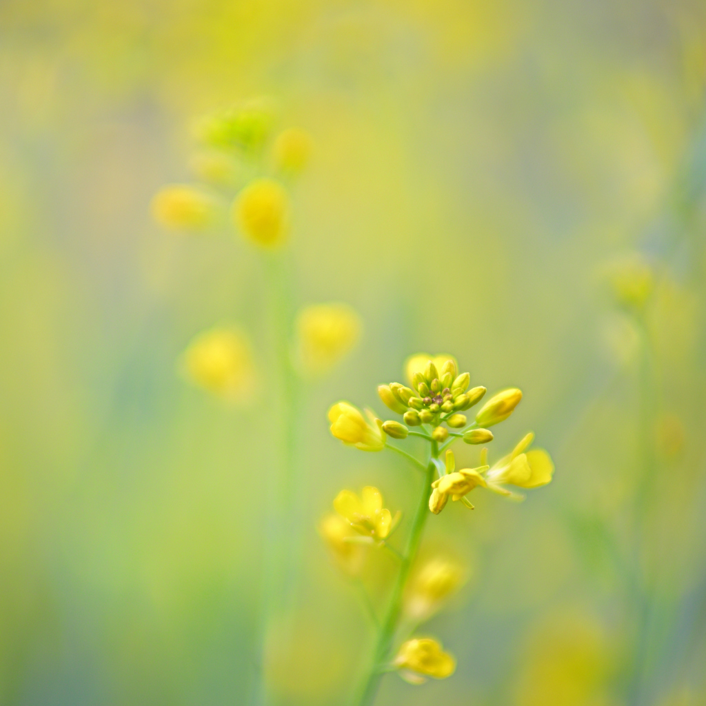 菜の花