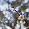 白梅
