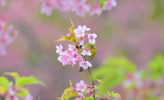 めじろと桜の図