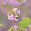 めじろと桜の図