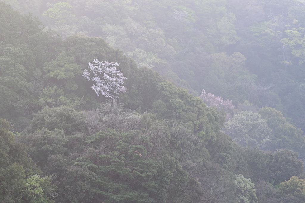 桜 遠景