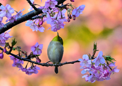 春めく