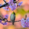 春めく