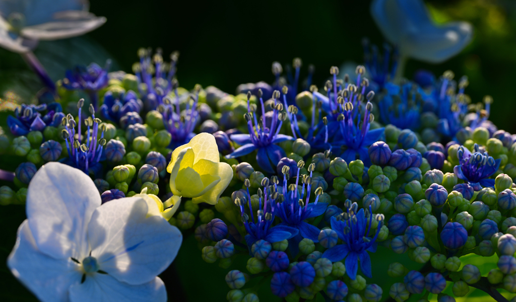 秘密の花園