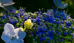 秘密の花園