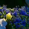 秘密の花園