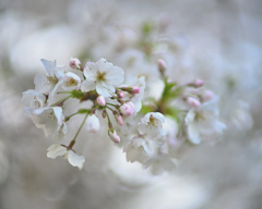 桜あふれる