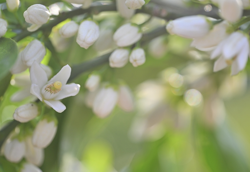 みかんの花が咲いている