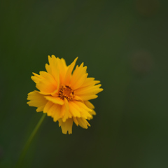 初夏の菊