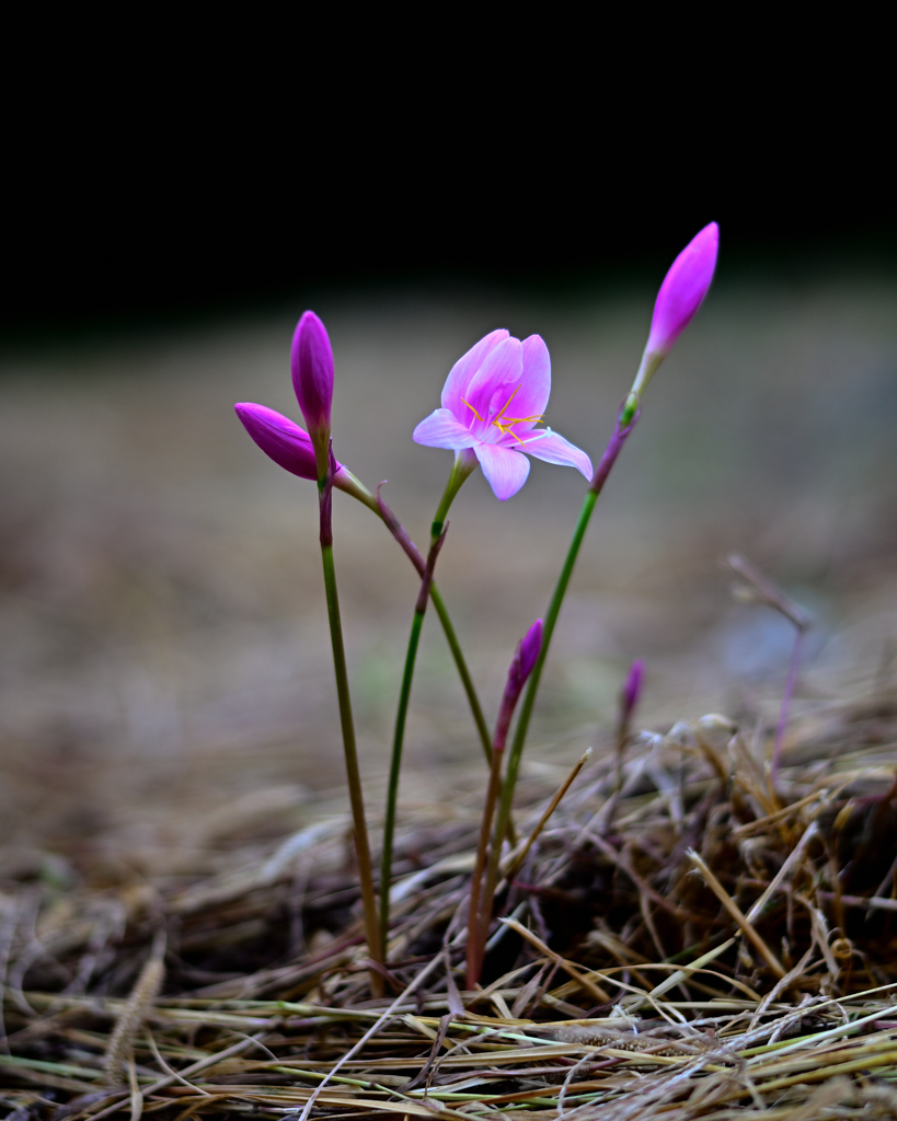 野の花