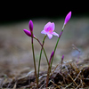 野の花