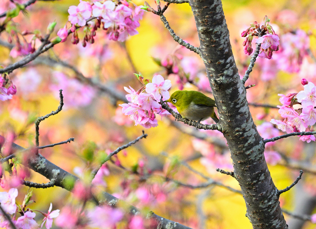 今朝の桜
