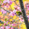 今朝の桜