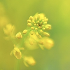菜の花