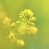 菜の花
