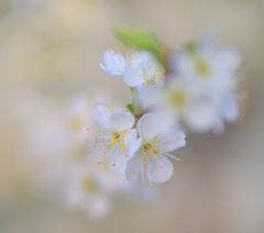 桜咲く