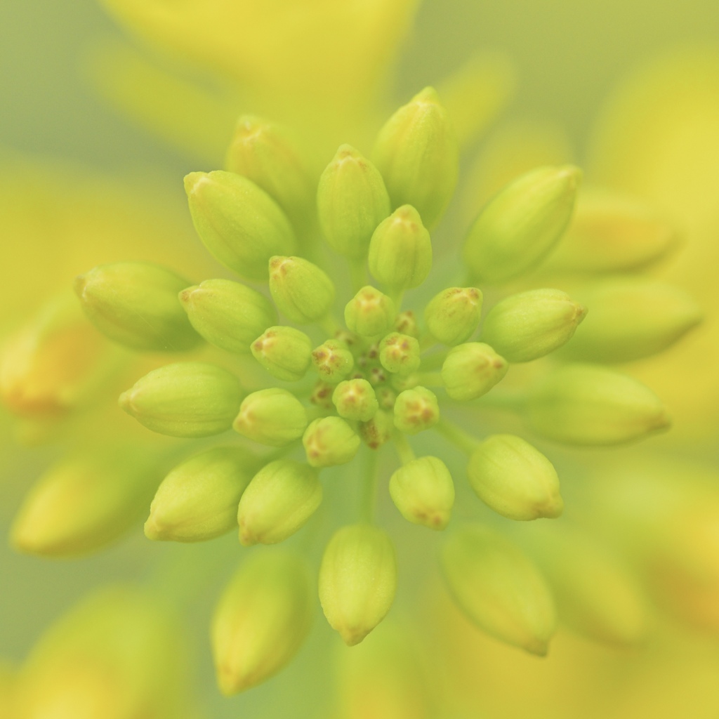 菜の花