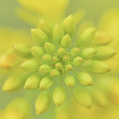 菜の花