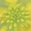 菜の花