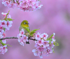 春を見つめる