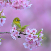 春を見つめる