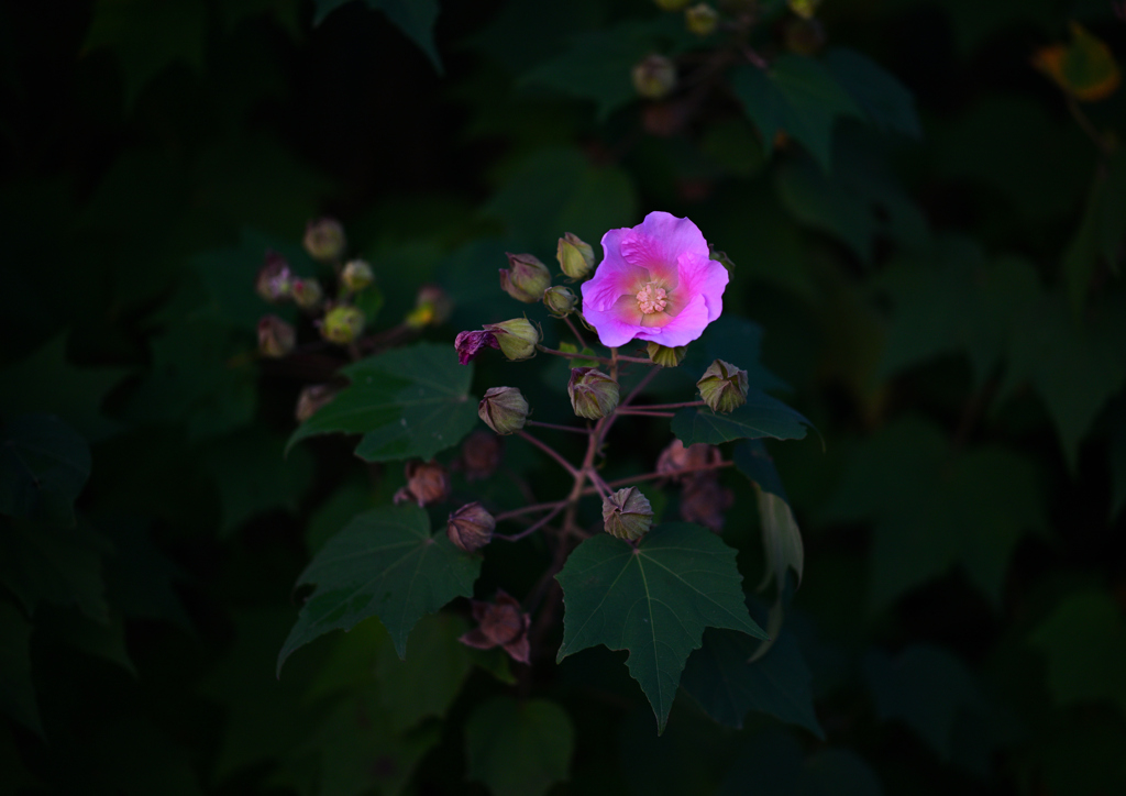 早朝に咲く花