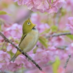 やはりそうなるか。