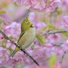 やはりそうなるか。