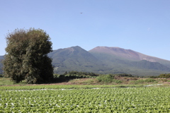 遠く浅間山を望む
