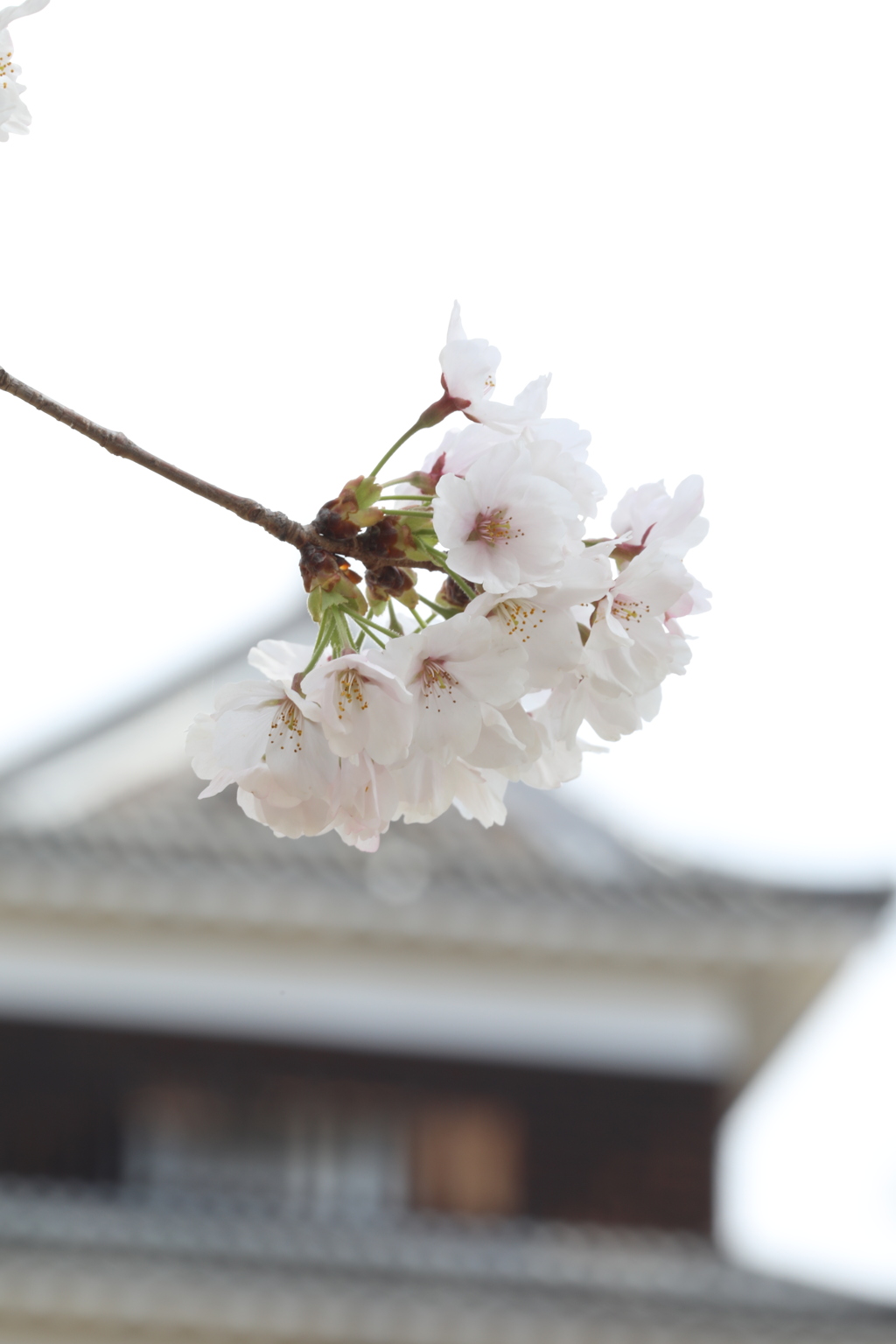 春色（その１）