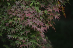もみじ湖にて11