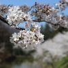 春色（その３）