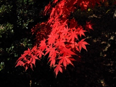 深紅