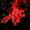 深紅
