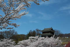 古城の桜