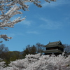 古城の桜