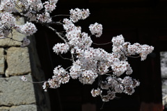 古城の桜