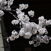 古城の桜